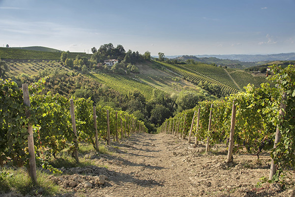 vigneti in La Morra
