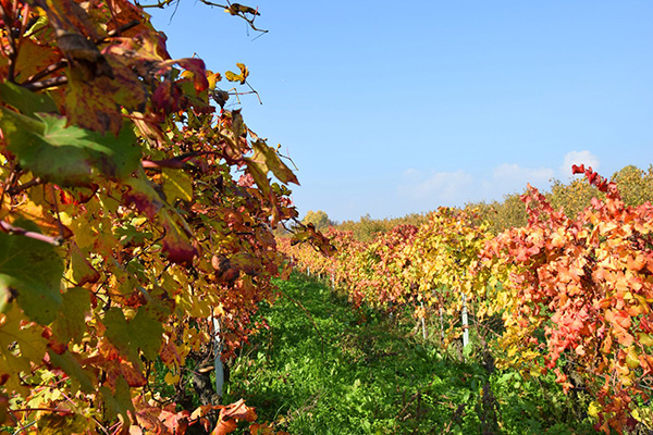 vigneti in autunno Azienda Agricola Marrone