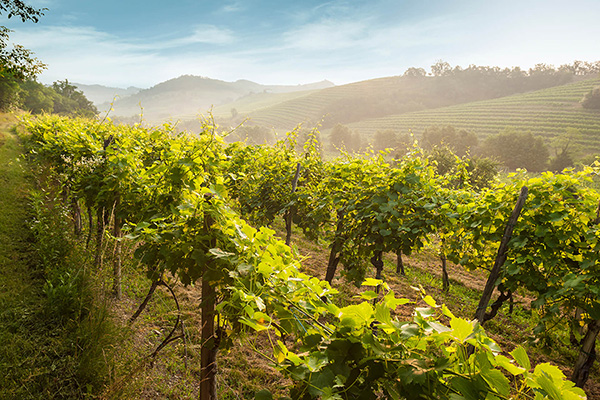 vigneto azienda Kabaj