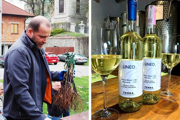 Maciej Glinka e il suo vino Lineo Bianco di Seyval Blanc e Muscaris