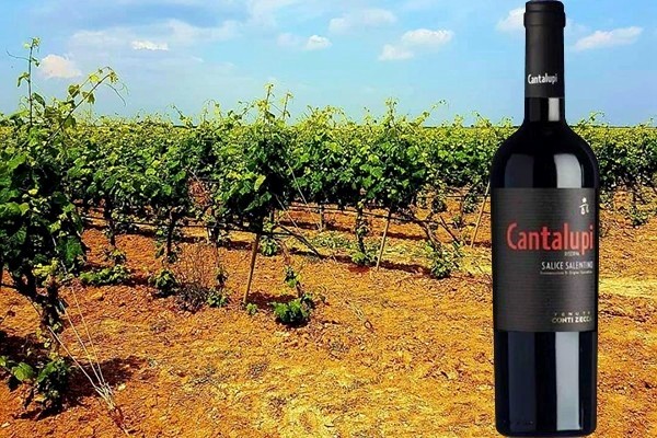 Salice Salentino Rosso Riserva ”Cantalupi” 2012 dell’Azienda Agricola Conti Zecca