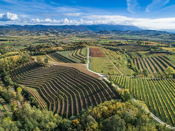 Vigneto Russiz Superiore