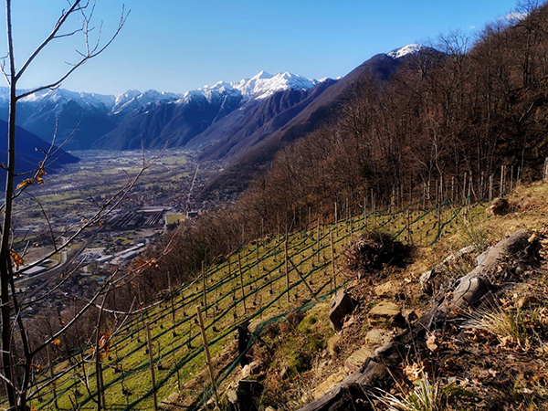 Nuovo vigneto a nebbiolo