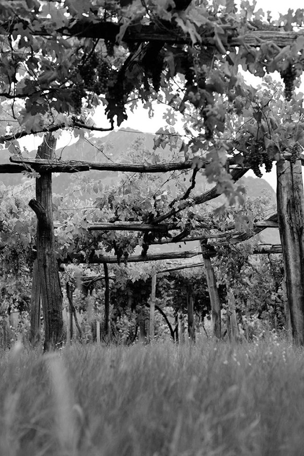Vigneto in Val d'Ossola dei fratelli Garrone