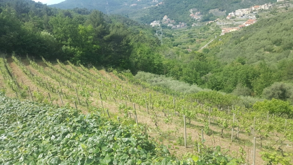 Vigneti Berry & Berry