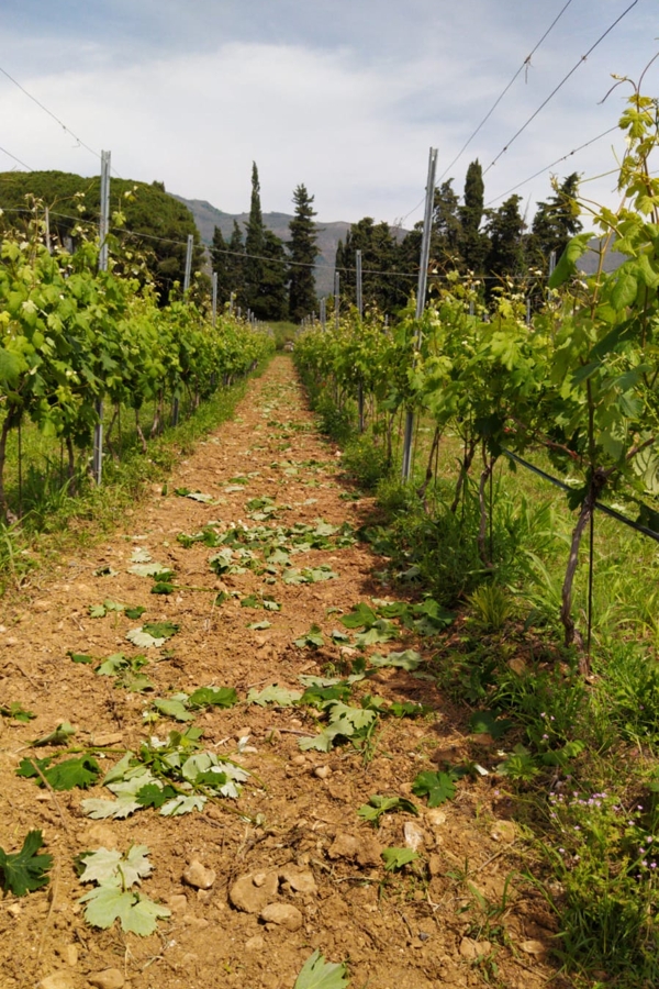 Vigneti azienda Lupi