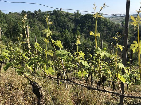 Uno sguardo fra i filari