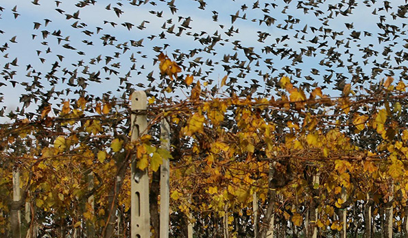 Foto del Consorzio vino Frascati