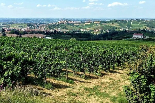 vigneto azienda Gianni Doglia