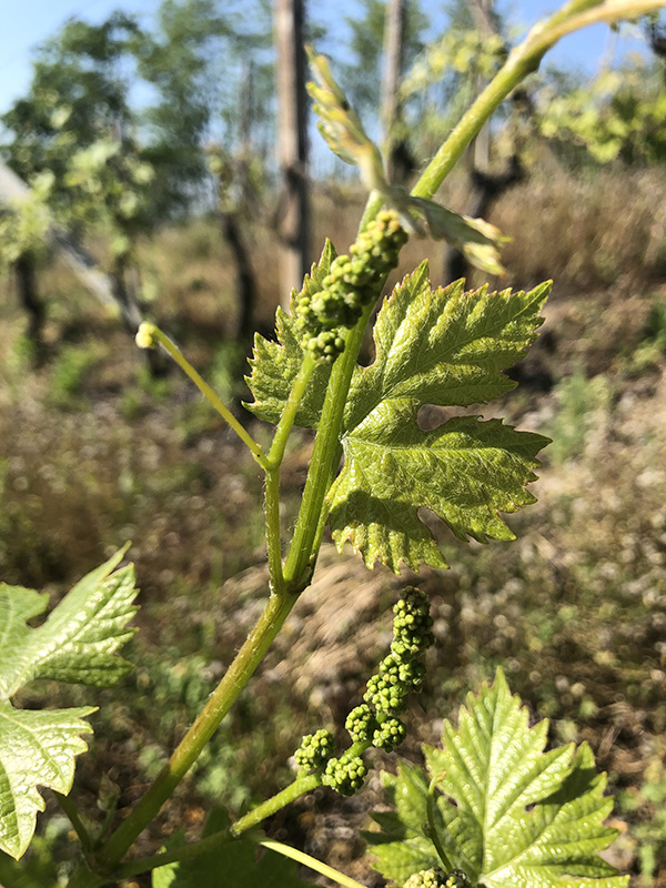I grappoli "neonati"