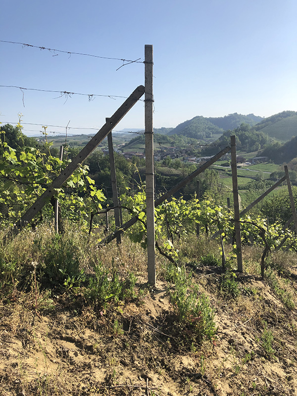 panorama tra i vigneti