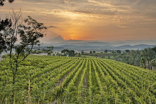 Vigneto Russiz Superiore