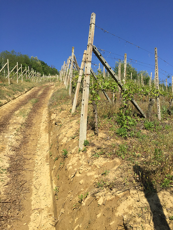 Sentieri tra le vigne del Roero