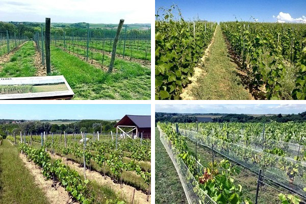 Terra Winnica vigneti