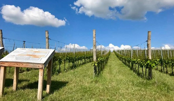 Terra Winnica vigneto