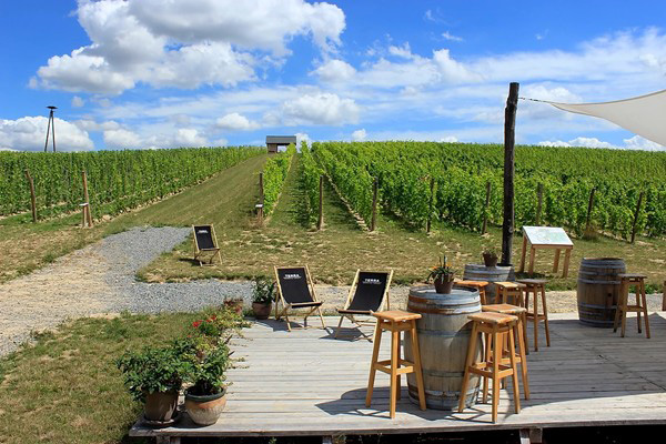 Terra Winnica vigneto