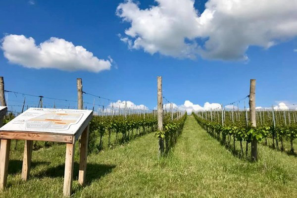 Terra Winnica vigneto