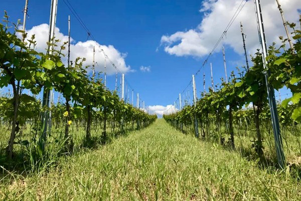 Terra Winnica vigneto