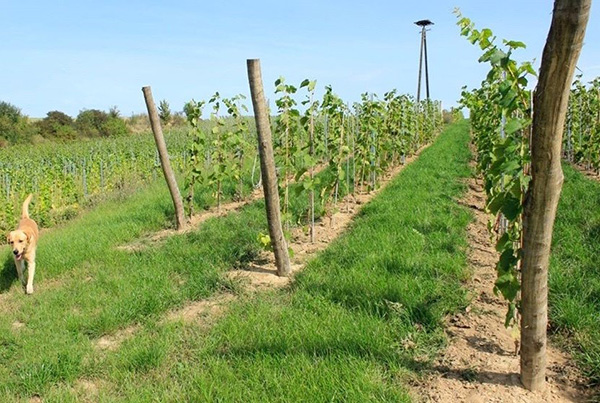 Terra Winnica vigneto