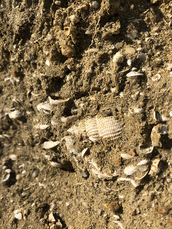 Il terreno ricco di fossili