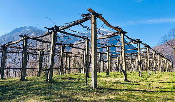 vigneto merlot cantina di Tappia