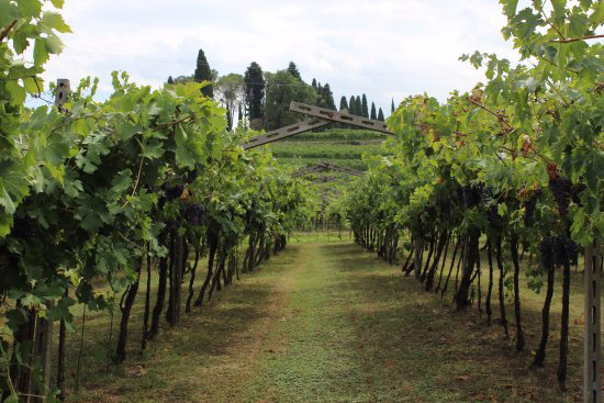 Vigne azienda Zardini