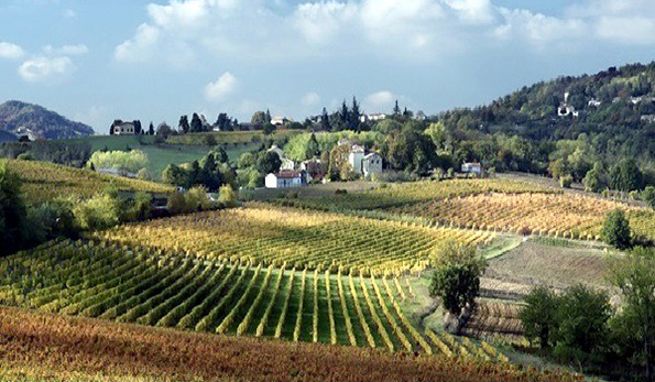 vigne Bricco dei Guazzi