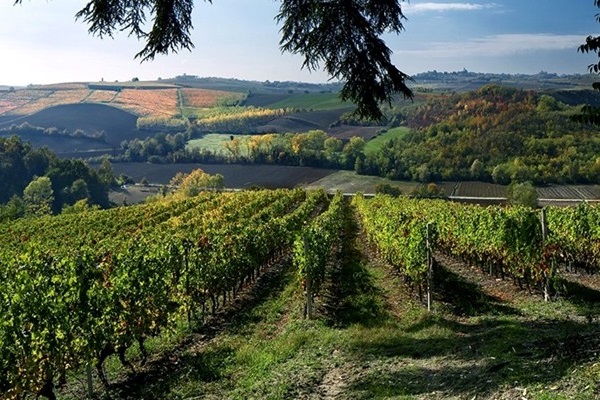 vigne Bricco dei Guazzi