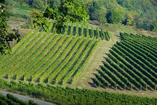 vigne Bricco dei Guazzi