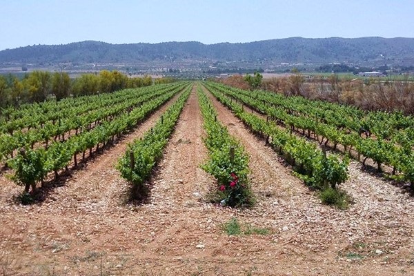 vigneti Bodegas Bocopa