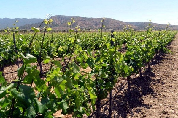 vigneto Bodegas Bocopa
