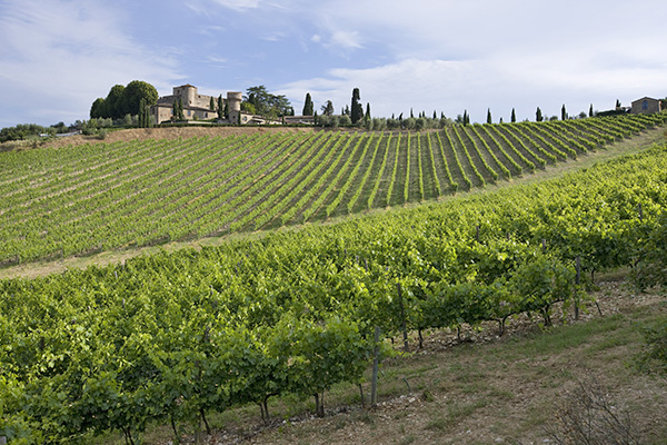 vigneti Castello di Meleto