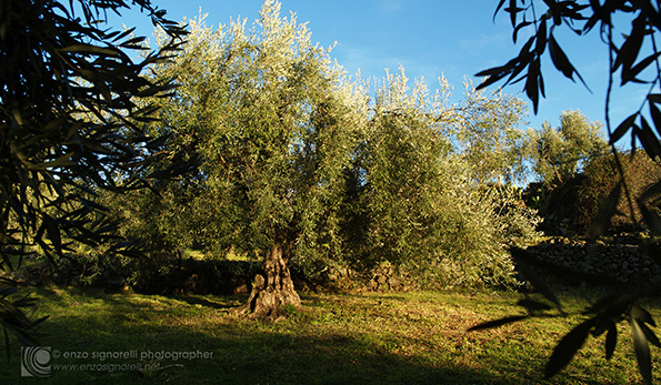 Foto Enzo Signorelli