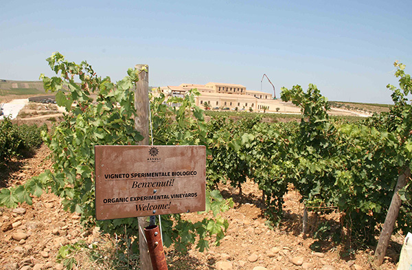 vigneto sperimentale biologico azienda Assuli
