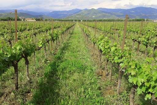 Vigneto azienda Santus