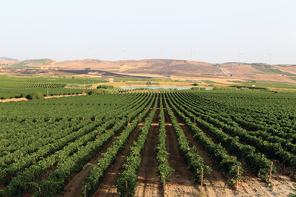 Vigneto azienda Assuli