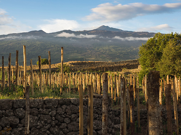 vigneti e muretti sull'Etna