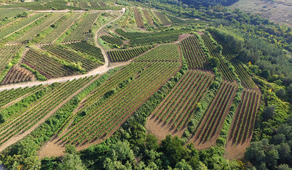 Simon Pincészet vigneto
