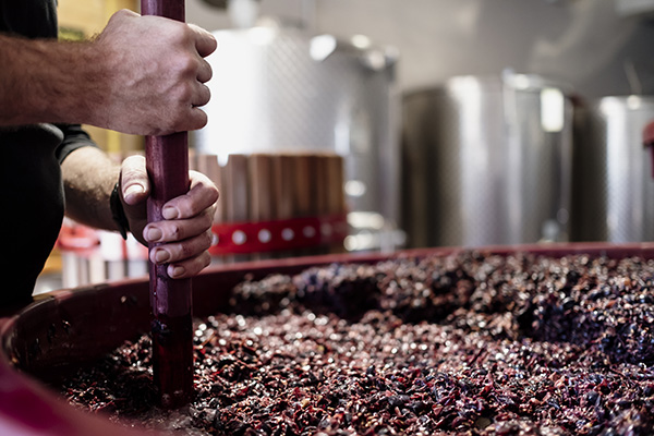 Il Vinco, in cantina