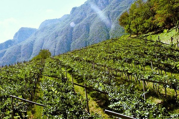 vigneti Ferrari-Lunelli