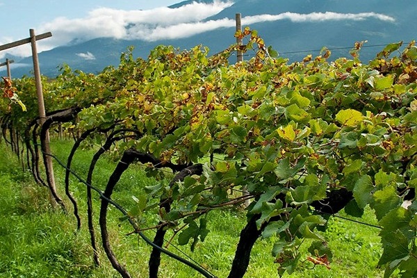 vigneti Ferrari-Lunelli