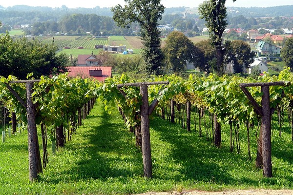 Vigneti Winnica Golesz