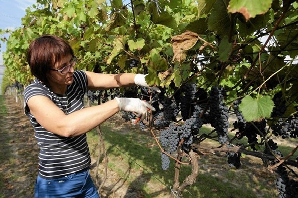 Barbara (affettuosamente chiamata Basia) in vigna