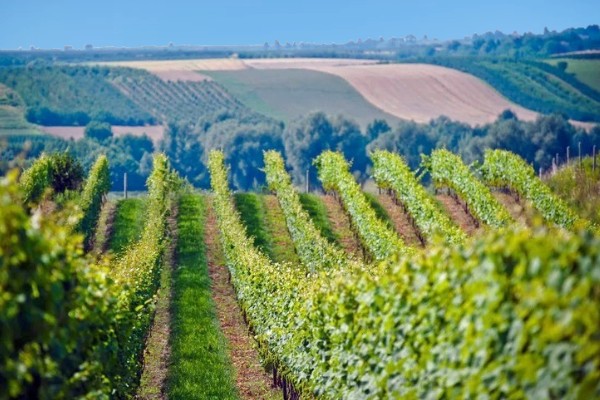 vigneti Winnica Płochockich