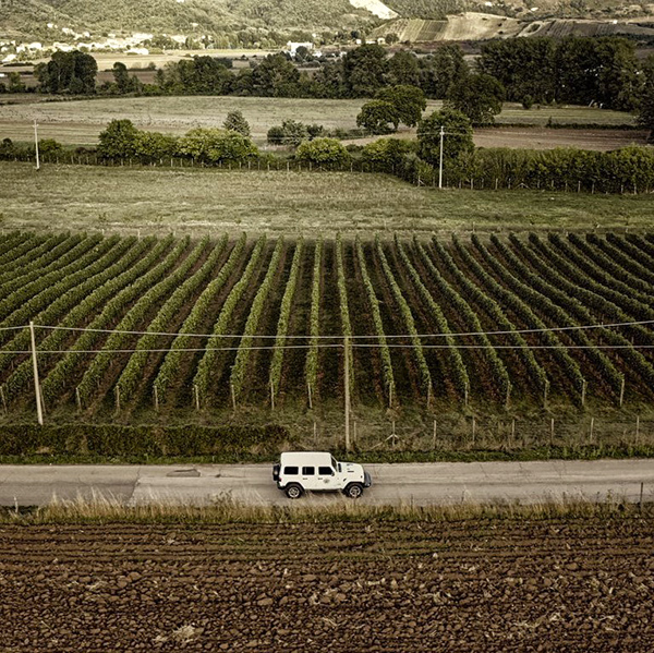 Cantina Giorni vigneto