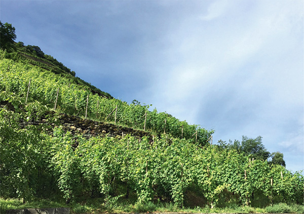 vigneto Tenuta Scerscé