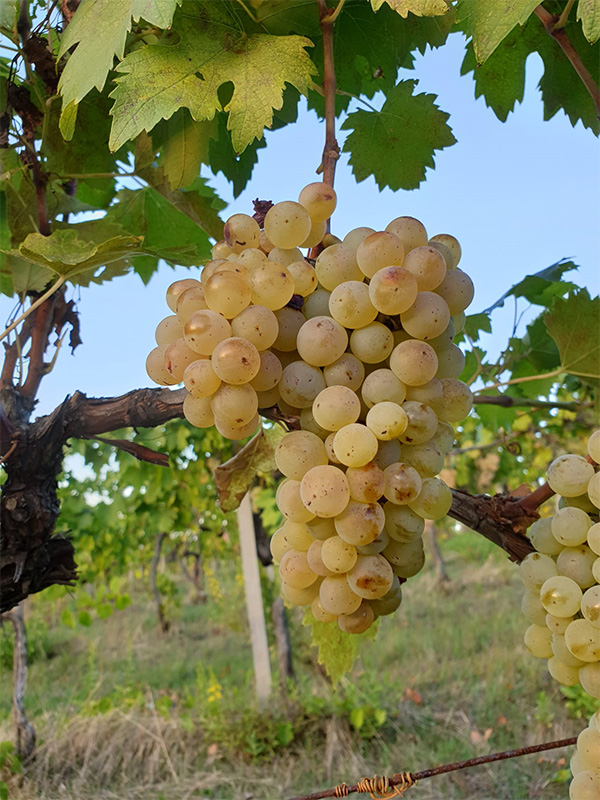 grappolo di vernaccia