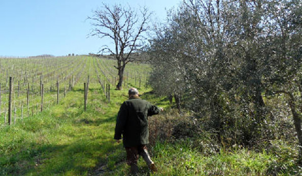 vigna girapoggio