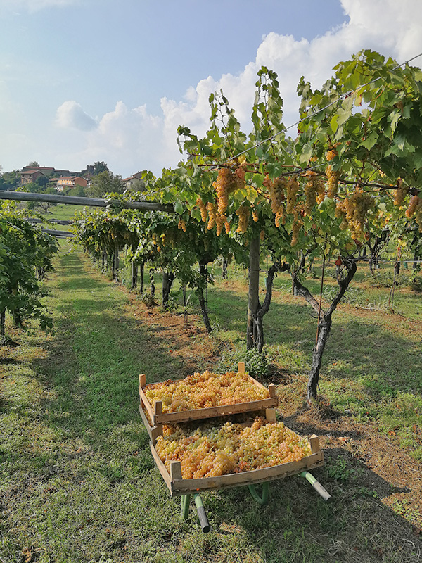 vigneti Canavese