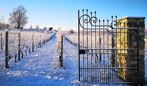 vigne innevate azienda Pozzo